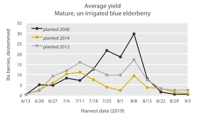 Line graph of the average yield from mature, unirrigated blue elderberries at weekly harvest intervals from June to September.