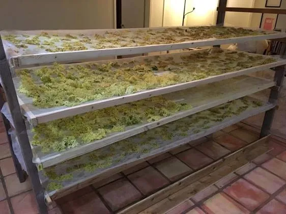Elderflowers on racks in drying room Photo: Carmel Berry Company