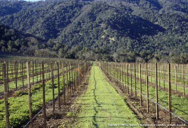 Zorro fescue cover crop in vineyard