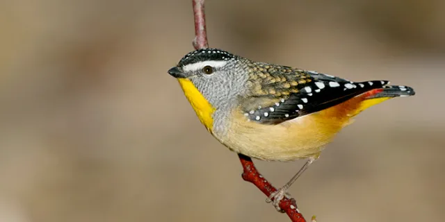 pardalote bird