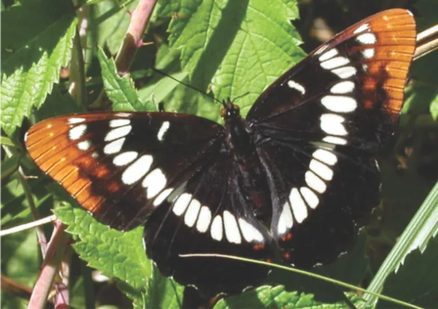 Lorquin's Admiral