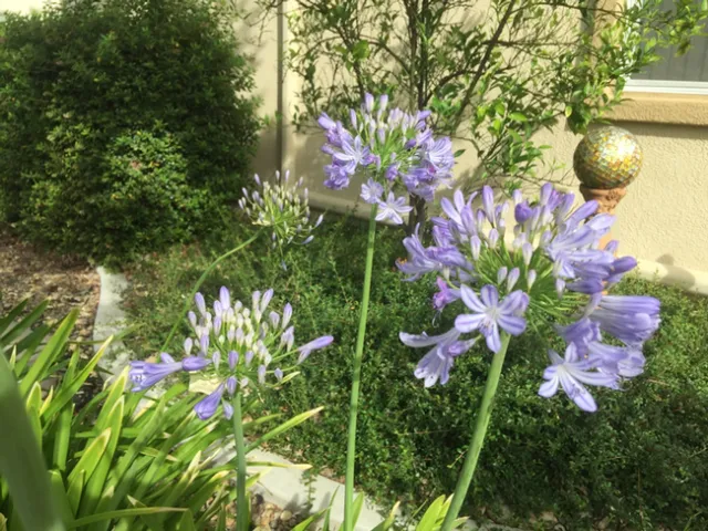 photos by David Bellamy