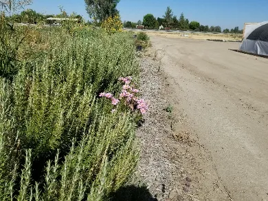 Rows of flowers and herbs bring much-needed biodiversity to the farm