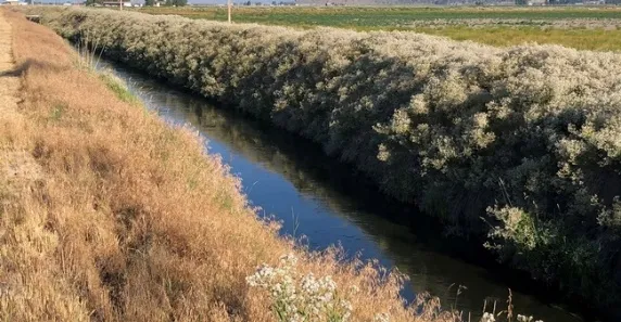 Perennial pepperweed on ditchbank near Tulelake, California