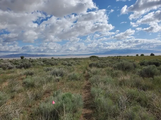 Rush skeleton weed patch in rabbit brush next to Honey Lake. Little grass is growing where the skeleton weed is established. It can be difficult to pick out before it flowers.