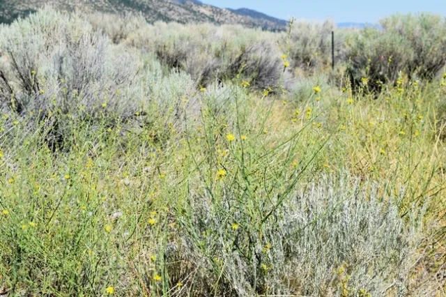 Rush skeleton weed flowering in late July. Now is a good time to find and identify patches of skeleton weed!