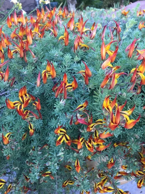 Photo by Leslie Stevens