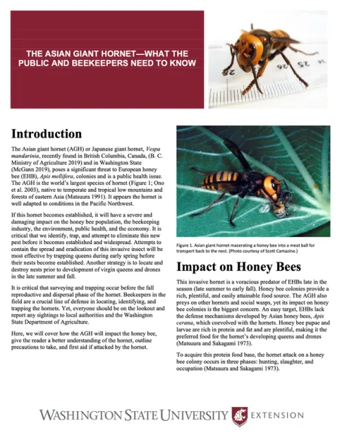 Washington State University Extension has published this updated fact-sheet on the Asian giant hornet, Vespa mandarinia.