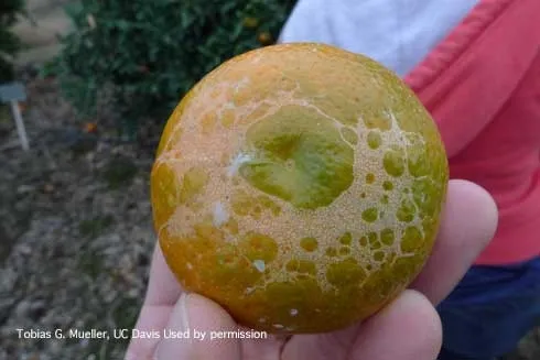 citrus trhips scarring to mandarin