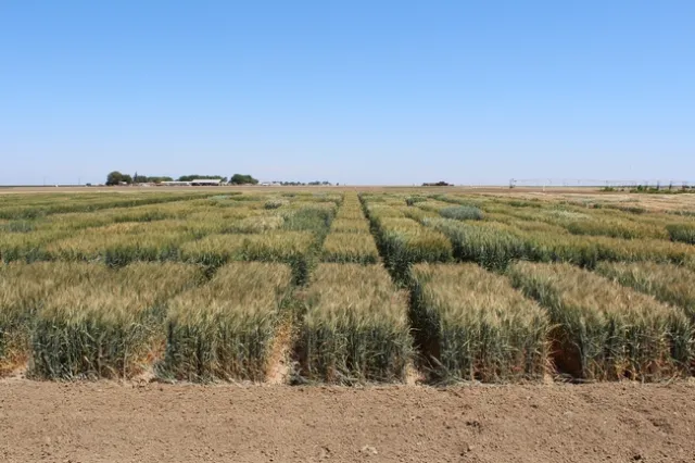 2020 UC Small Grain Trial, Fresno