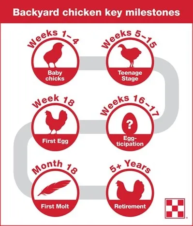 Purina Flock Milestone Infographic
