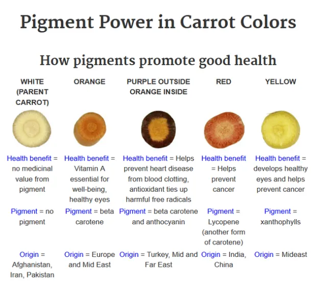 Pigment power of colored carrots