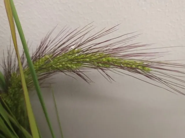 Figure 2. New (unknown) species of watergrass. (Photo credit: Whitney Brim-DeForest, UCANR)