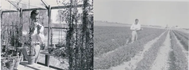 Dr. William Lehman, UC agronomist, Working on alfalfa cuttings in the nursery (left) and taking notes for spotted aphid research in the field (right) at Desert REC in 1958. One of UC DREC's most important contribution is a variety of alfalfa developed by William Lehman called CUF 101. This alfalfa variety resists the blue aphid and grows through the winter in the low desert rather than going dormant. This saved the alfalfa industry in California.