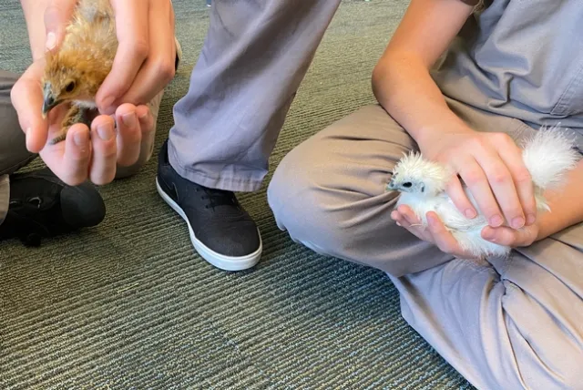 During the pandemic, Miller taught embryology via Zoom, but was allowed to deliver silkie chicks to Mother Lode Regional Juvenile Detention Facility for the residents to see and touch.