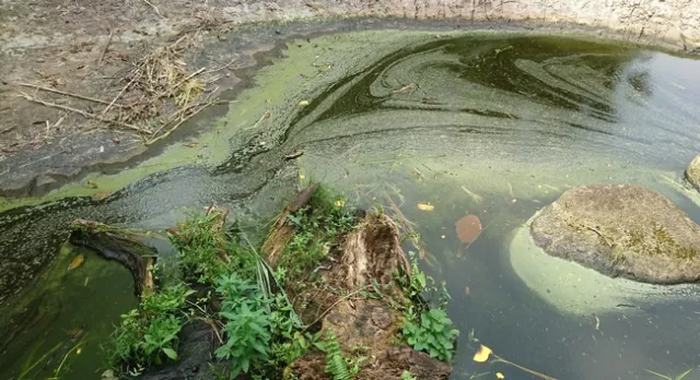 blue-green algae