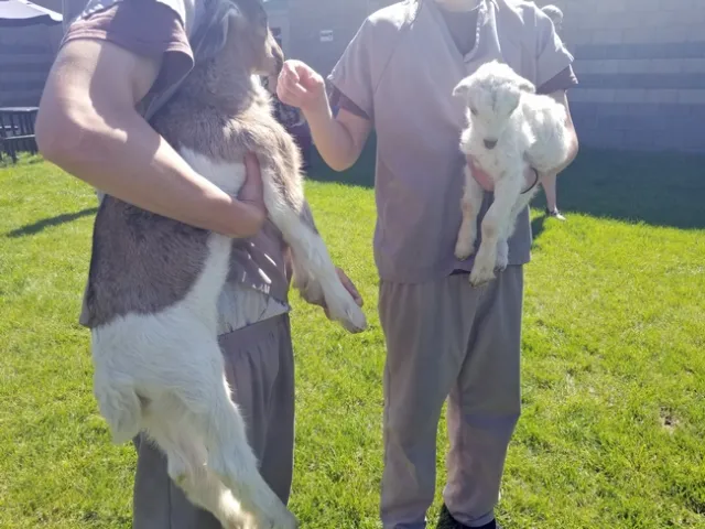 While the youths (who are not allowed to be identified) played with the goats in 2019, the 4-H volunteer explained how to feed and care for goats, which are being raised for meat.