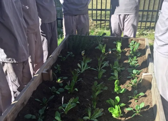 The youths at the detention facility, who are not allowed to be identified, grew lettuce and spinach in 2019.