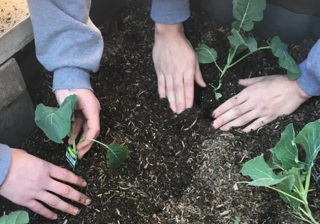 Farms of Tuolumne County gave the youths seed money for a garden and Bonnie Plants donated seedlings.
