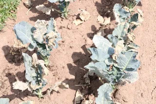 Heat damage in Broccoli