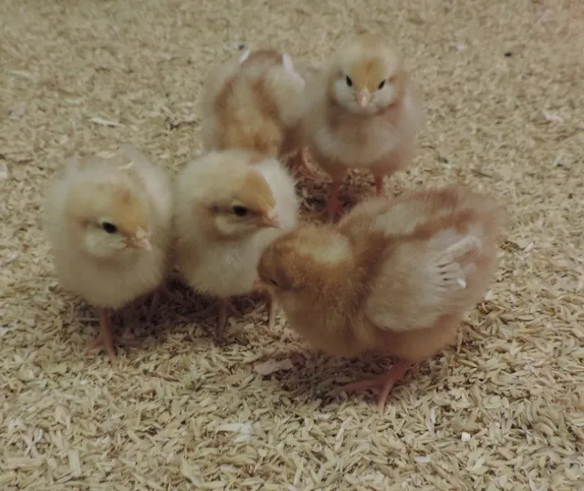 Poultry 101's “Chick temperature chart” recommends temperatures for chicks from hatch to 6 weeks old.