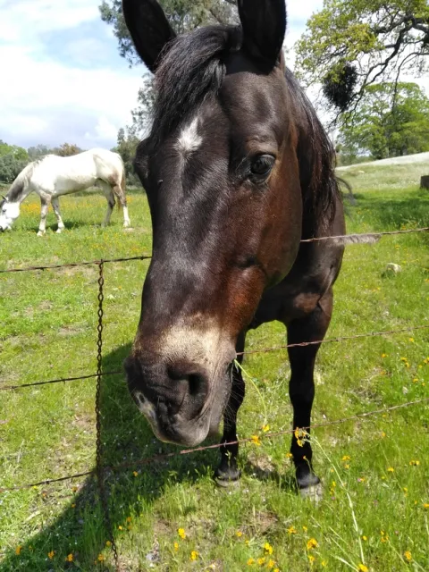 A horse chews on Amsinckia