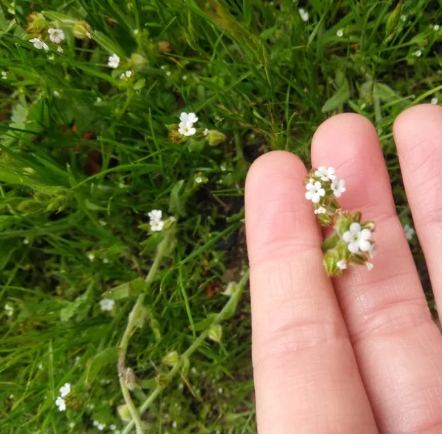 Plagiobothrys closeup