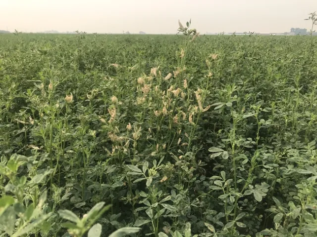 WhiteCapAlfalfaDamage