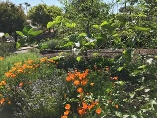 Betty's native plants garden.