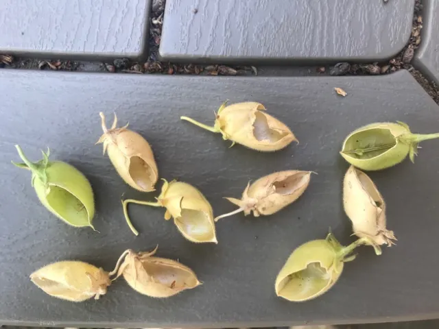 Ground squirrel damaged garbanzo seed pods