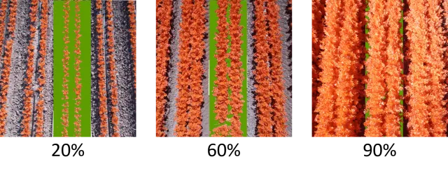 Example of NDVI measurement of celery canopy growth