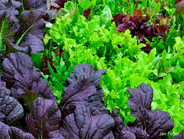 Salad! (click to enlarge)