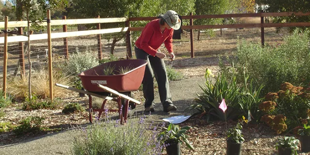 woman working in the garden