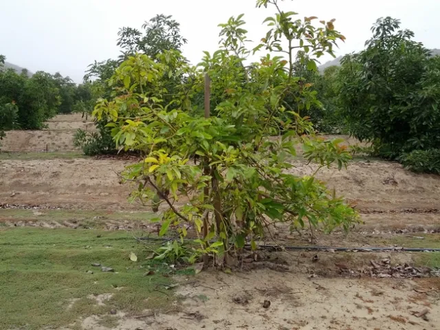 iron chlorosis avocado