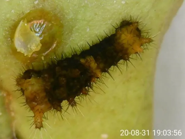 giant swallowtail larvae