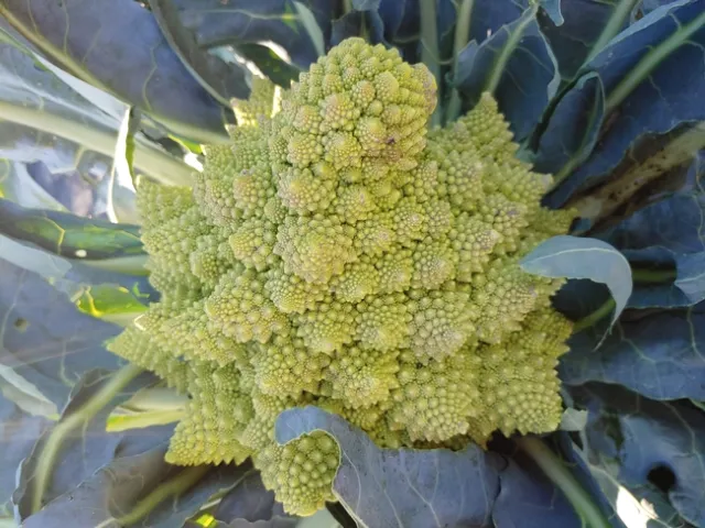 broccoli sept blog 2020