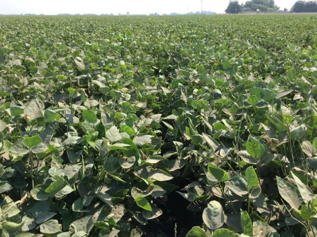 Figure 1. Baby lima field with an excellent stand but poor pod set.