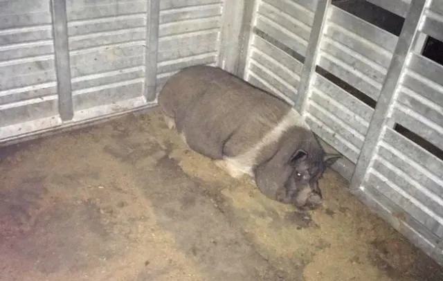 A pig evacuated from behind the fire lines by Team ELITE.