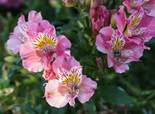 Alstroemeria Peruvian Lily. photos by Paula Pashby