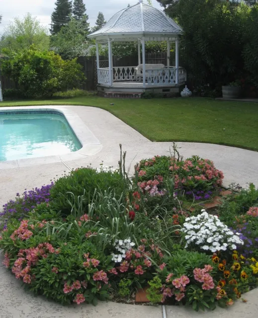 Alstroemeria with other plants