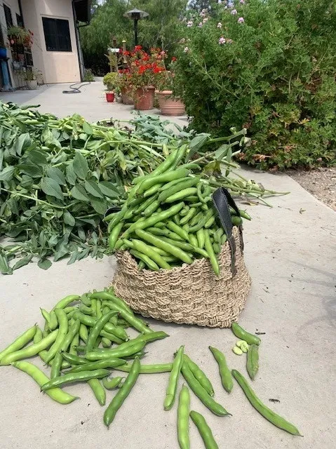 Harvested Fava Beans