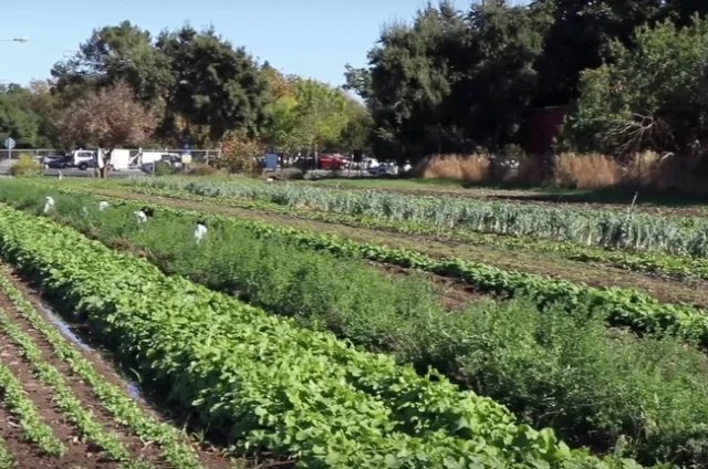 New online training is designed for beginning farmers and those or transitioning to organic practices. Photo courtesy of UC SAREP