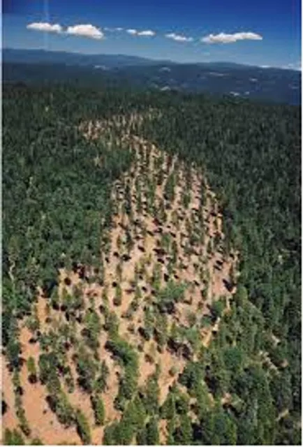 A shaded fire break within a dense forest. (Photo: Rob York)