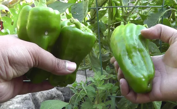 Big Bertha Bell Pepper (see source below)