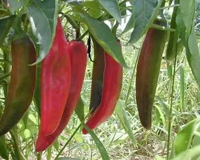 Anaheim Peppers (source below)