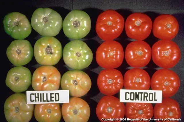 A collection of green tomatoes on the left, and red-ripe tomatoes on the right.