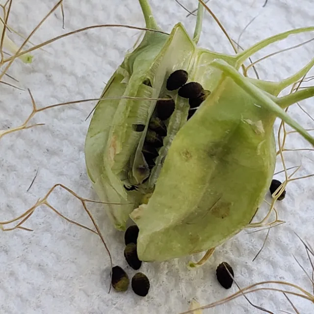 nigella seed nforrest 2020