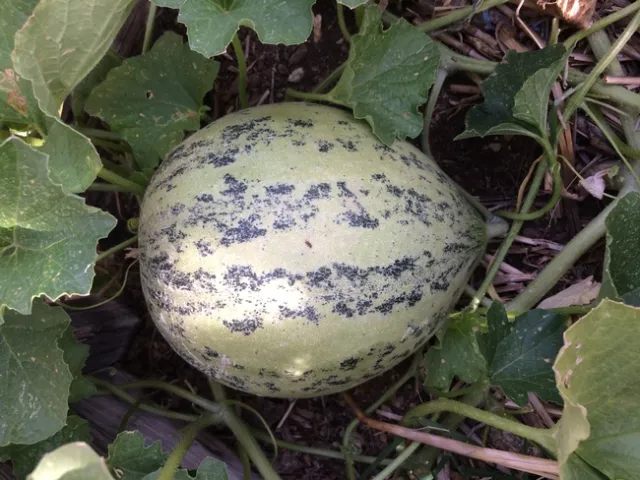 Crane Melon