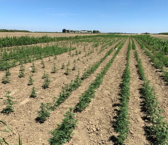 Industrial hemp planting density trial at West Side RE. (August 2019 photo)