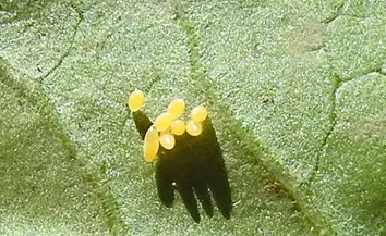 A lady beetle, aka ladybug, laid this cluster of eggs on a milkweed leaf. (Photo by Kathy Keatley Garvey)